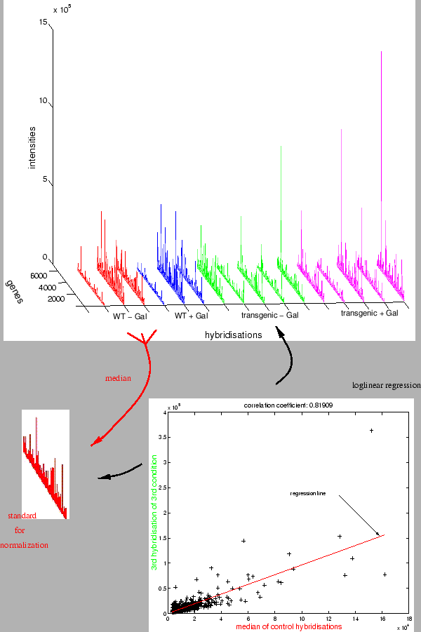 \resizebox*{!}{0.78\textheight}{\includegraphics{../normalization_mono.eps}}